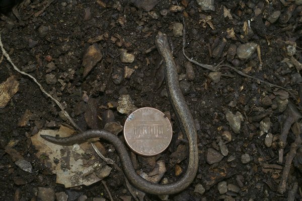 Comparaison fournisseur gaz et électricité : économisez en un clic